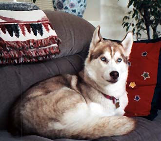 Sofa Puppy!